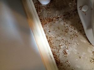 Formosan Termites, Formosan Termites Baton Rouge