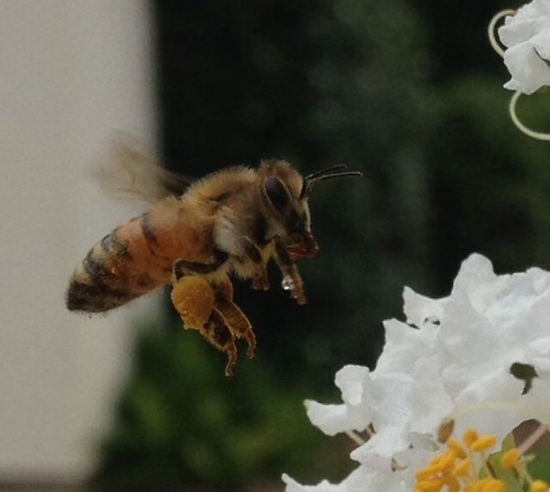 Bees in Prairieville, Arceneaux Pest Control