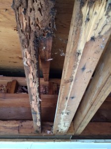 Soffit plywood has been removed, termite damaged rafters are exposed.