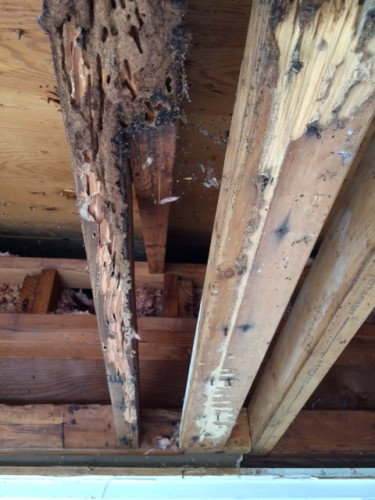 Termite Damaged Rafters, Baton Rouge, Arceneaux Pest Control