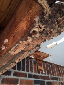 Formosan termite damage to carport beam