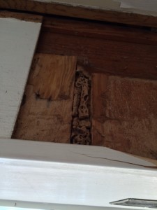 Formosan termite carton nest in carport beam