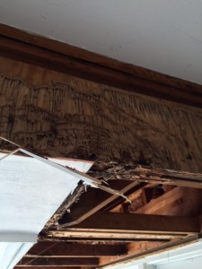 Formosan termite damage to carport beam