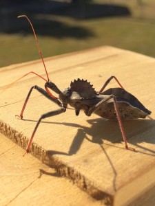 Assassin Bug, Arceneaux Pest
